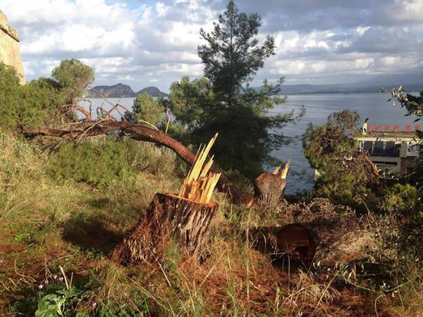 Σύμφωνα με την Εφορεία Αρχαιοτήτων Μεσσηνίας: «Νόμιμη η διαδικασία κοπής των πεύκων στο Νιόκαστρο»