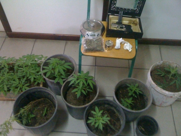 2 συλλήψεις στη Μεσσήνη για 46 χασισόδεντρα και ένα πιστόλι