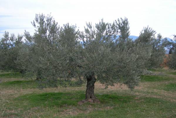 Το ΓΕΩΤΕΕ Πελοποννήσου ζητεί παράταση για τους δασικούς χάρτες