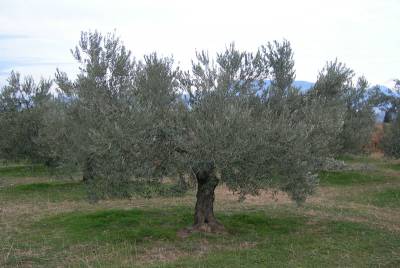 Το ΓΕΩΤΕΕ Πελοποννήσου ζητεί παράταση για τους δασικούς χάρτες