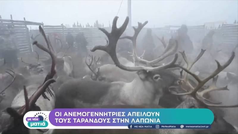 Οι ανεμογεννήτριες απειλούν τους τάρανδους στην Λαπωνία (βίντεο)