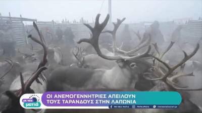 Οι ανεμογεννήτριες απειλούν τους τάρανδους στην Λαπωνία (βίντεο)