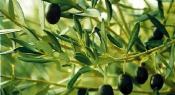 Η ακαρπία της ελιάς στη συνεδρίαση της ΠΕΔ Πελοποννήσου