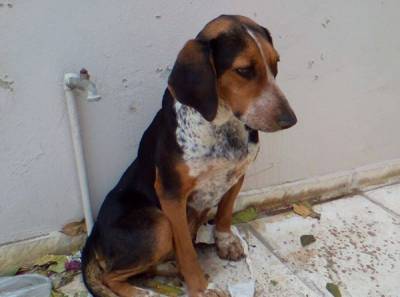 Ο Δήμος Καλαμάτας για τα αδέσποτα ζώα