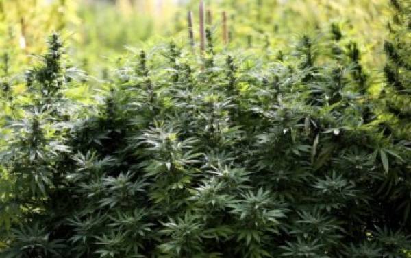 Άλλες δύο φυτείες χασίς στη Σπάρτη ανακάλυψε η ΕΛΑΣ