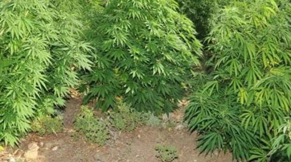 Εριξε ένα σπόρο και βγήκαν… 5 χασισόδεντρα