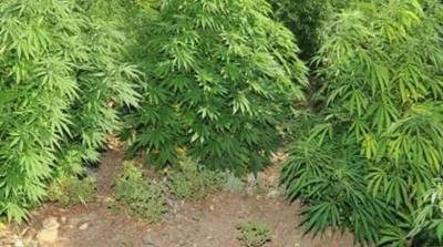 Εριξε ένα σπόρο και βγήκαν… 5 χασισόδεντρα