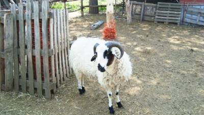 Τρίκαλα: Στο νοσοκομείο 75χρονη μετά από χτύπημα κριαριού!