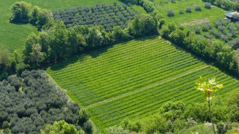 Το ελαιόλαδο στους δρόµους του κρασιού
