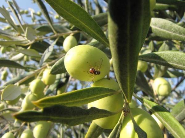 Καμπανάκι από το ΓΕΩΤΕΕ Πελοποννήσου για τη δακοκτονία