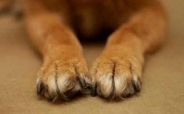 Βίασαν μέχρι θανάτου δύο σκύλους στη Σκάλα Λακωνίας