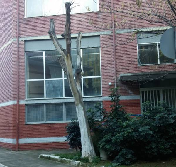 Επικίνδυνο δέντρο