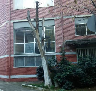 Επικίνδυνο δέντρο