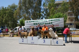 Φωτογραφίες από την πανελλήνια έκθεση μορφολογίας σκύλων στην Καλαμάτα