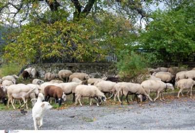 «Κόκκινος συναγερμός» για την ευλογιά αιγοπροβάτων - 3.000 ζώα έχουν θανατωθεί από τις αρχές του χρόνου στη Σαμοθράκη (βίντεο)