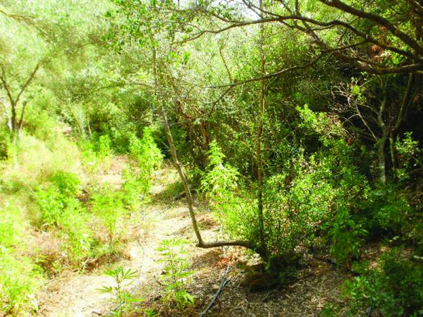 12 χρόνια για τη χασισοφυτεία στην Καλογερόραχη