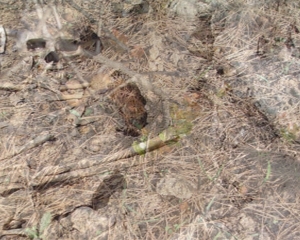 Βρέθηκε σκελετός στο Σταυροπήγιο