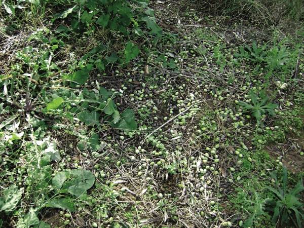 Ζημιές από χαλάζι στις ελιές της Βάλτας