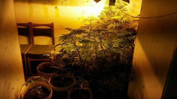 Υδροπονική καλλιέργεια χασίς στο Σταυροπήγιο: Τον "κάρφωσαν" τα φυτά στο μπαλκόνι