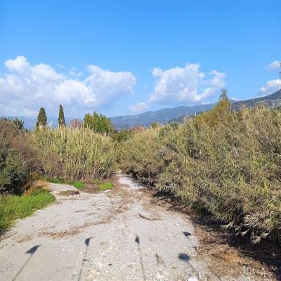 Τραυματικές μνήμες από τα… καλαμένια χρόνια