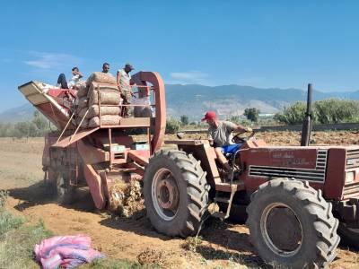 1,30 – 1,35 ευρώ η τιμή των φετινών φιστικιών
