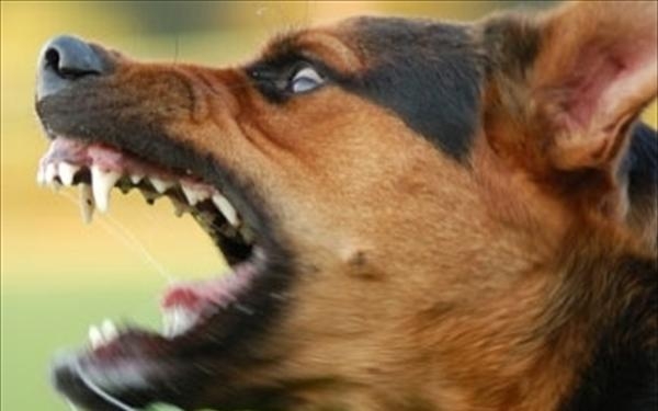 Προειδοποίηση της Κυνηγετικής Ομοσπονδίας για τη λύσσα