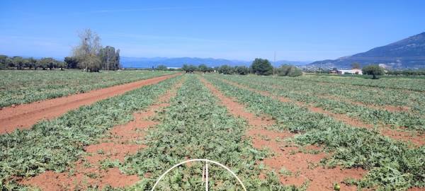 10-15 Μαΐου τα πρώτα καρπούζια στην Τριφυλία, νωρίτερα από κάθε άλλη χρονιά