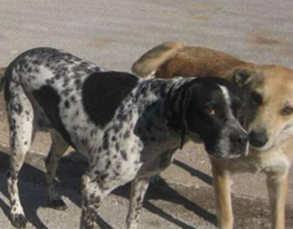 Επίθεση από αδέσποτα