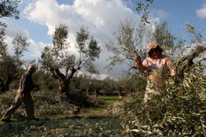 Ενώνουν δυνάμεις 7 αγροτικοί συνεταιρισμοί στη Μεσσηνία