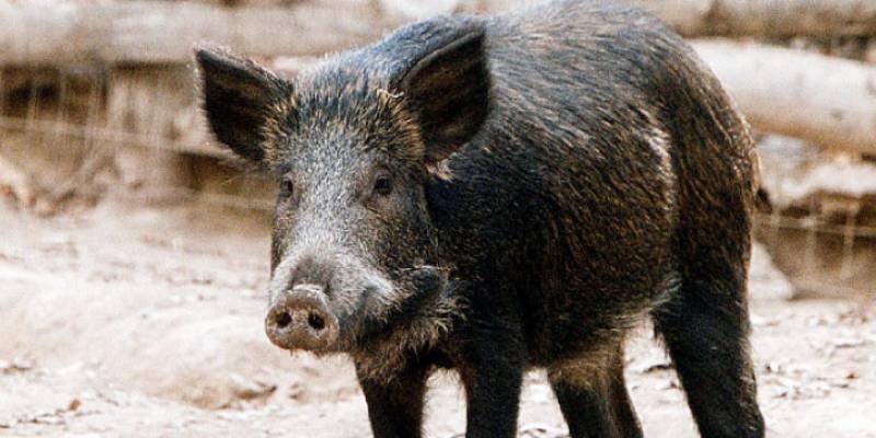 Μεσσηνία: Μέτρα για τα αγριογούρουνα ζητούν στο Χανδρινού