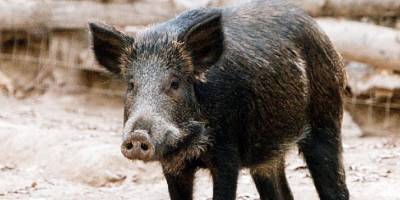 Μεσσηνία: Μέτρα για τα αγριογούρουνα ζητούν στο Χανδρινού