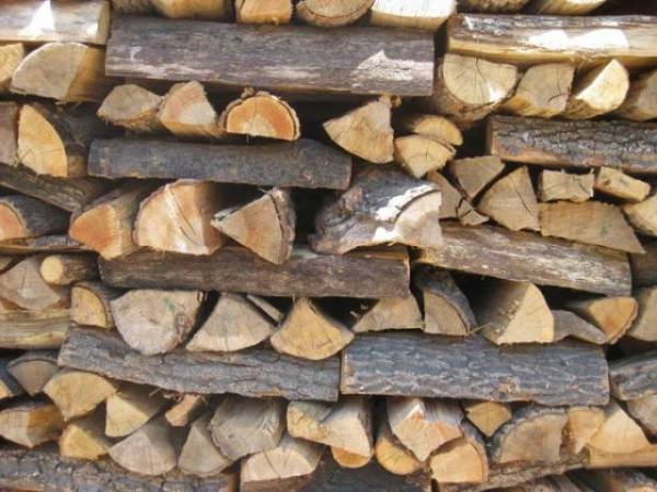 Δημοπρασία για καυσόξυλα στην Καλαμάτα