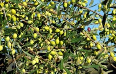 Επικίνδυνη εποχή για τον δάκο - Προειδοποιήσεις από τη ΔΑΟΚ Μεσσηνίας