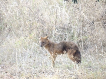 Δεύτερη ευκαιρία για το τραυματισμένο τσακάλι