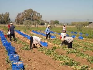 Η καλύτερη χρονιά της δεκαετίας για την πρώιμη πατάτα