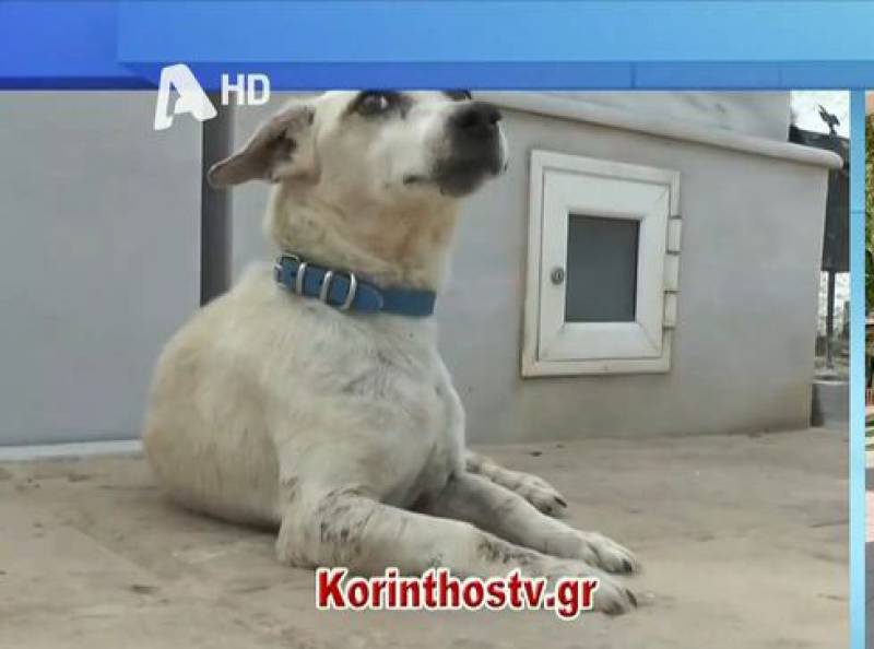 Ο «Χάτσικο» της Κορίνθου - Δεν εγκαταλείπει τον κηδεμόνα του παρότι έφυγε από τη ζωή