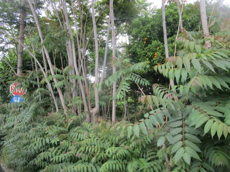 Ζούγκλα στη Νέδοντος