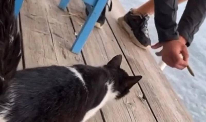 Συνελήφθη ο άντρας που κλώτσησε το γατάκι στην ταβέρνα