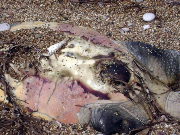 Νεκρή θαλάσσια χελώνα σε παραλία της Κυπαρισσίας