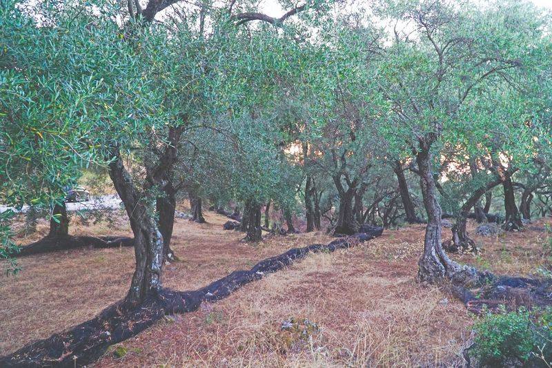 Στον αέρα οι πληρωμές των ΟΕΦ Τριφυλίας
