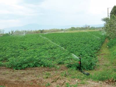 “Ακτινογραφία” της πελοποννησιακής οικονομίας από το ΚΕΠΕ: Δουλειές δίνει το χωράφι, τζίρο οι υπηρεσίες