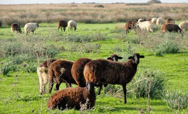 Ερευνα Διάρθρωσης Γεωργικών και Κτηνοτροφικών Εκμεταλλεύσεων