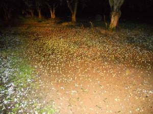 Χαλάζι στην Τριφυλία, ανεμοθύελλα στη Μάνη