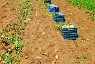 Η τιμή της πατάτας στο Ευρωπαϊκό Κοινοβούλιο με παρέμβαση Χρυσομάλλη