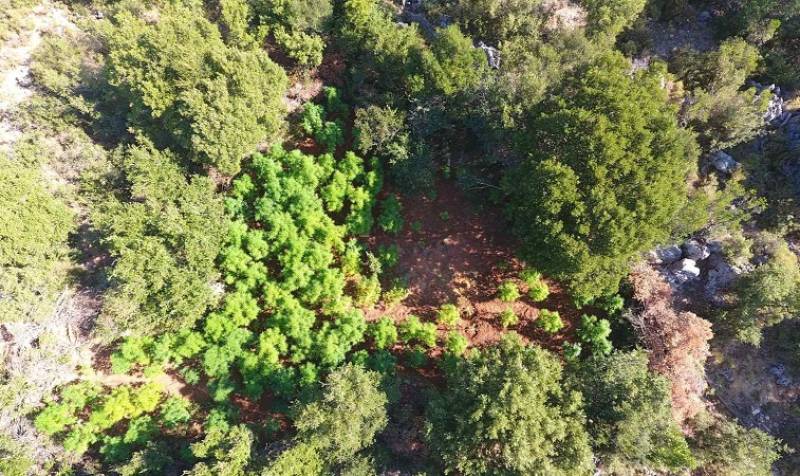 Μεσσηνία: Τέσσερις "ορφανές" χασισοφυτείες με 541 δενδρύλλια στη Νέδουσα (φωτογραφίες)
