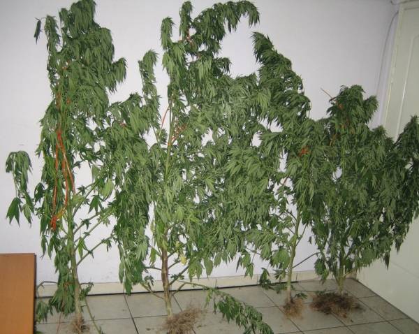 Σύλληψη για χασισόδεντρα στα Ταρσινά Κορινθίας