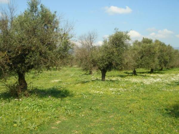 Το εγκληματικό λάθος των δασικών χαρτών