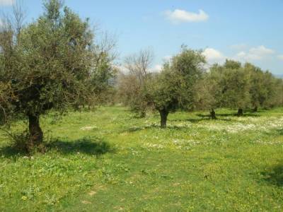 Το εγκληματικό λάθος των δασικών χαρτών