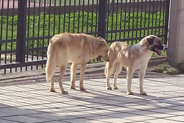 Ζωόφιλοι καταγγέλλουν το Δήμο Μεγαλόπολης