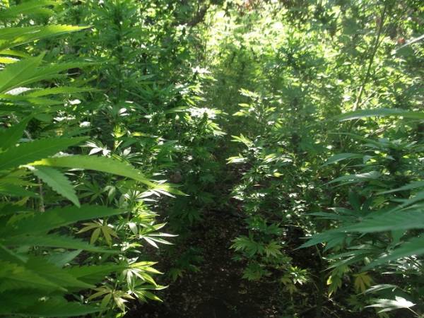 Ισόβια σε δύο για μεγάλη χασισοφυτεία στους Γαργαλιάνους